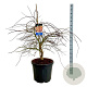 Acer Ice Dragon 80-100 cm cont. 55L extra