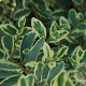 Ligustrum ibota 'Muster' 175-200 cm draadkluit struik op Stam