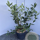 Aronia melanocarpa 'Hugin' 50-60 cm 5,0L