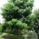 Liquidambar styraciflua 700-800 cm draadkluit meerstammig