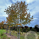 Liquidambar styraciflua 800-900 cm draadkluit meerstammig