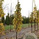 Liquidambar styraciflua 8-10 HO draadkluit geveerd