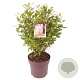 Ceanothus pallidus 'Marie Simon' 70-80 cm 10L