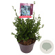Ceanothus impressus 'Victoria' 45-50 cm 10L