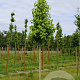 Liquidambar s. 'Golden Sun' 25-30 HO draadkluit 250 cm stam
