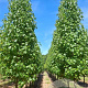 Liquidambar s. 'Oconee' 25-30 HO draadkluit 240 cm stam