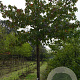 Liquidambar s. 'Palo Alto' 16-18 HO draadkluit