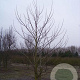 Liriodendron tulipifera 550-600 cm draadkluit meerstammig