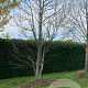Liriodendron tulipifera 700-800 cm draadkluit meerstammig
