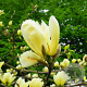 Magnolia denudata 'Fei Huang' 150-175 cm draadkluit meerstammig 80-100 breed