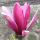 Magnolia liliiflora 600-700 cm draadkluit meerstammig
