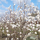 Magnolia loebneri 'Merrill' 400-450 cm draadkluit meerstammig