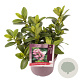 Escallonia laevis Pink Elle 15-20 cm 2,0L