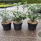 Euonymus alatus 35-40 cm 3,0L
