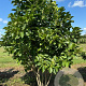 Magnolia soulangeana 250-300 cm draadkluit meerstammig