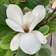 Magnolia soul. 'Alba Superba' 150-175 cm draadkluit meerstammig 80-100 breed