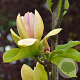 Magnolia 'Sunspire' 175-200 cm 40L meerstammig