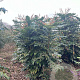 Mahonia japonica 125-150 cm met kluit struik