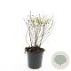 Fuchsia 'Riccartonii' GM 1.5