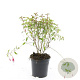 Fuchsia 'Riccartonii' GM 1.5