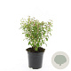 Fuchsia 'Riccartonii' GM 1.5