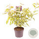 Cornus alba 'Gouchaultii' 60-70 cm 3,0L