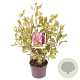 Cornus alba Miracle 60-70 cm 3,0L