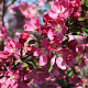 Malus 'Eleyi' 10-12 HO draadkluit