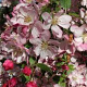 Malus 'Hillieri' 10-12 HO 50L