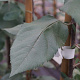 Malus 'Slogan' 25-30 HO draadkluit 250 cm stam