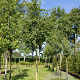 Malus sylvestris 16-18 HO draadkluit