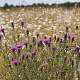 Centaurea jacea Cruydt-Hoek