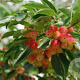 Malus toringoides 30-35 HO draadkluit 250 cm stam