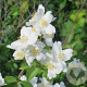 Philadelphus lewisii 125-150 cm 15L struik