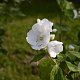Philadelphus triflorus 175-200 cm draadkluit struik op Stam