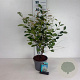 Amelanchier lamarckii 50-60 cm 35L