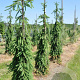 Picea a. 'Frohburg' 200-250 cm draadkluit solitair
