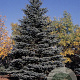 Picea pungens 200-225 cm draadkluit solitair
