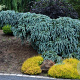 Picea pungens 'The Blues' 150-175 cm draadkluit solitair