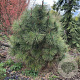 Pinus jeffreyi 700-800 cm draadkluit solitair