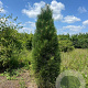Pinus nigra 'Green Tower' 175-200 cm draadkluit solitair