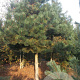 Pinus nigra nigra 40-45 HO draadkluit