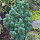 Pinus parv. 'Aoi' 175-200 cm draadkluit solitair