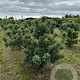 Pinus parv. 'Schoon's Bonsai' 150-175 cm draadkluit solitair