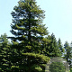 Pinus peuce 200-250 cm draadkluit solitair