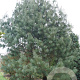 Pinus wallichiana 600-700 cm draadkluit solitair