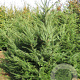 Pseudotsuga menziesii 200-250 cm draadkluit solitair