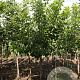 Ptelea trifoliata 8-10 HO draadkluit