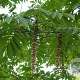 Pterocarya hupehensis 400-450 cm draadkluit struik