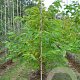 Pterostyrax hispida 200-250 cm draadkluit meerstammig